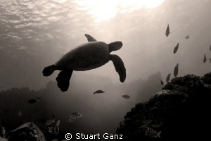 Hawaiian green sea turtle in Sepia. by Stuart Ganz 